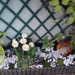 Arrangement de jardin